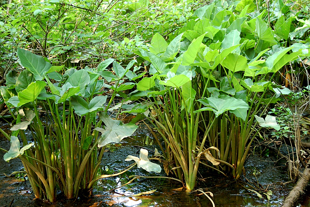 Water Plants 13