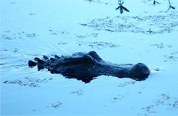 Alligator mississippiensis - American Alligator swimming