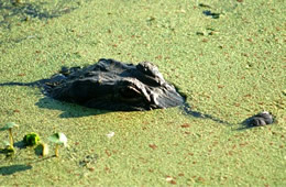 Alligator mississippiensis - American Alligator hiding under algae