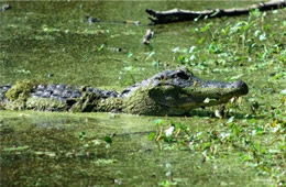Alligator mississippiensis - American Alligator
