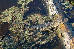 Alligator mississippiensis - American Alligator Juvenile