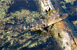 Alligator mississippiensis - American Alligator Juvenile