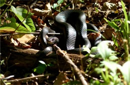 Coluber constrictor - Eastern Black Racer