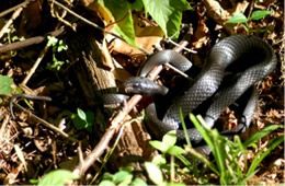 Coluber constrictor - Eastern Black Racer