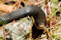 Coluber constrictor - Eastern Black Racer