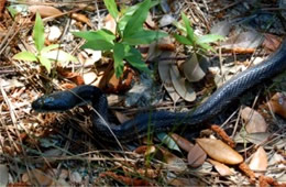 Elaphe obsoleta - Black Rat Snake