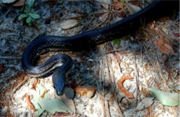 Elaphe obsoleta - Black Rat Snake