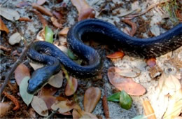 Elaphe obsoleta - Black Rat Snake