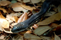 Elaphe obsoleta - Black Rat Snake