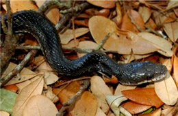 Elaphe obsoleta - Black Rat Snake