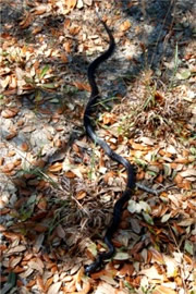 Elaphe obsoleta - Black Rat Snake