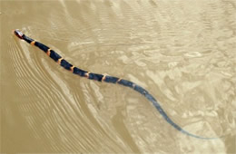 broad banded water snake swimming