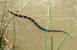 broad banded water snake swimming