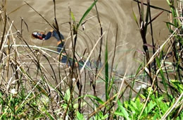 broad banded water snake swimming