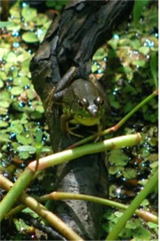 Rana clamitans clamitans - Bronze Frog
