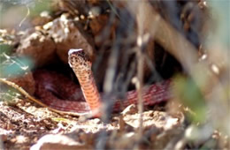 Coluber flagellum - Coachwhip