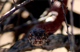 Coluber flagellum - Coachwhip