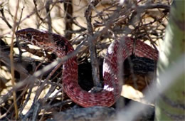 Coluber flagellum - Coachwhip