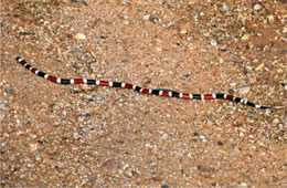 Micruroides euryxanthus - Sonoran Coral Snake