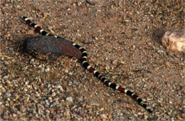Micruroides euryxanthus - Sonoran Coral Snake