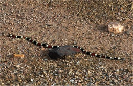 Micruroides euryxanthus - Sonoran Coral Snake