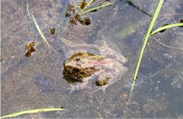 cricket frog partially submerged