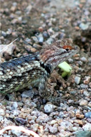 Sceloporus magister - Desert Spiny Lizard