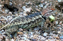 Sceloporus magister - Desert Spiny Lizard
