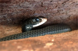 Coluber constrictor - Eastern Black Racer