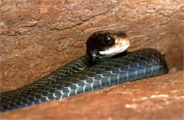 Coluber constrictor - Eastern Black Racer