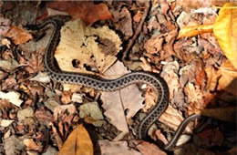 Thamnophis sirtalis - Eastern Garter Snake