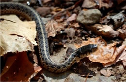Thamnophis sirtalis - Eastern Garter Snake