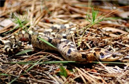 Heterodon platirhinos - Eastern Hognose Snake