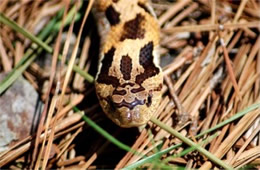 Heterodon platirhinos - Eastern Hognose Snake