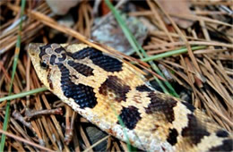 Heterodon platirhinos - Eastern Hognose Snake