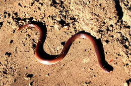 Carphophis amoenus - Eastern Wormsnake