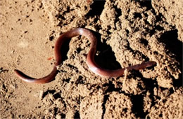 Carphophis amoenus - Eastern Wormsnake