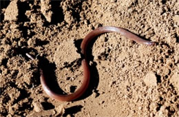 Carphophis amoenus - Eastern Wormsnake