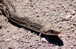 Pituophis catenifer - Gopher Snake