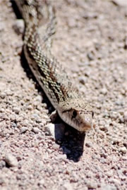 Pituophis catenifer - Gopher Snake