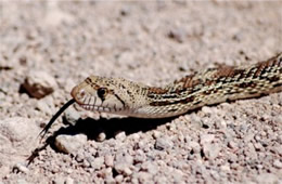 Gopher Snake