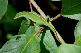 Anolis carolinensis - Green Anole Lizard