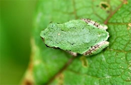 small green frog