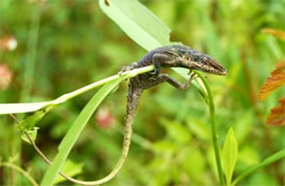 lizard hanging on a  plant stem