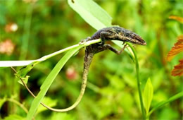 lizard hanging on a plant stem