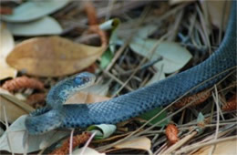 Molting Snake