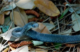 Unidentified Molting Snake