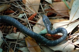 Unidentified Molting Snake