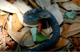 Unidentified Molting Snake