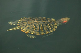 Trachemys scripta elegans - Red-eared Slider Turtle
